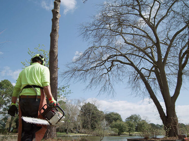 United we Work: Man vs Tree